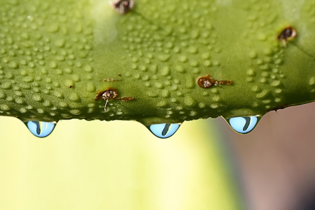 Trois gouttes d&#39;eau sont suspendues à une feuille de cactus.