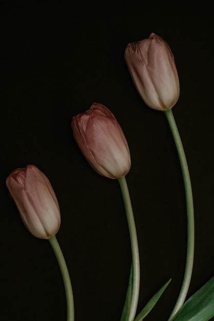 Trois gracieuses tulipes roses blanches sur fond noir