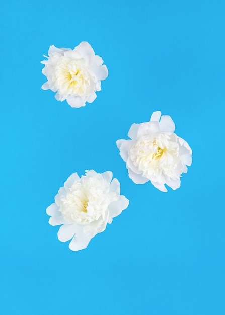 Trois grandes fleurs blanches en lévitation sur fond bleu