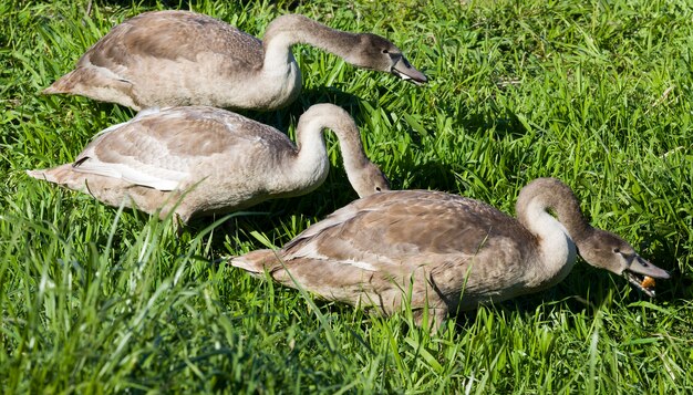 Trois grands cygnes gris nés cette année