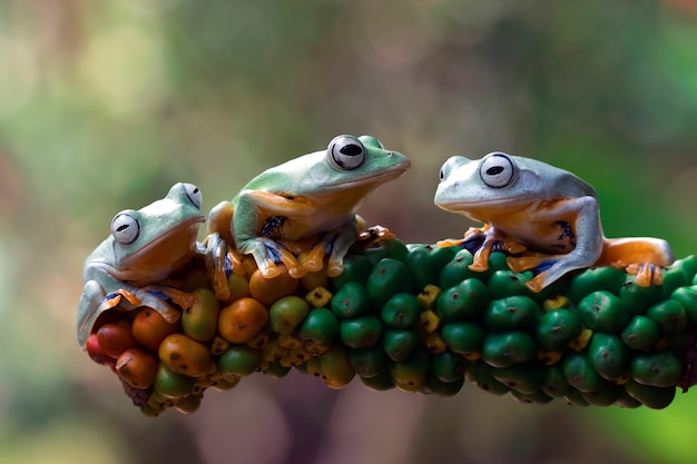 Trois grenouille d'arbre de Javan sur les fruits