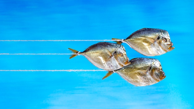 Trois gros plan de poisson de mer fumé sur une chaîne