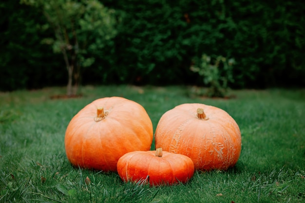 Trois grosses citrouilles sur l'herbe verte en automne