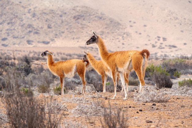 Trois guanacos ou lama guanicoe dans le désert du Chilix9