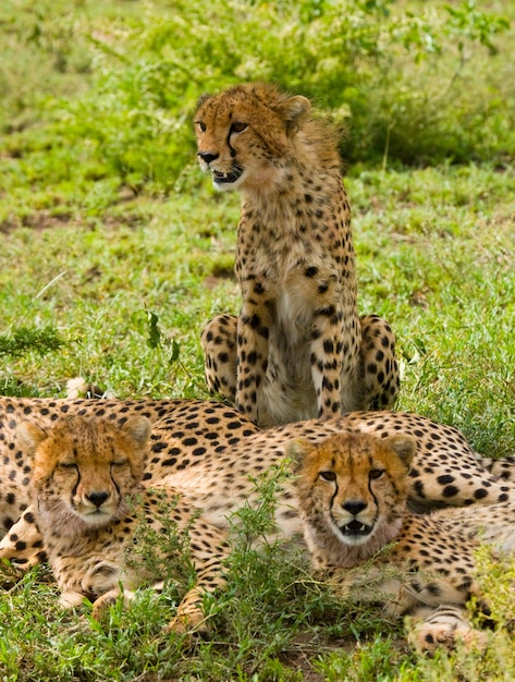 Trois guépards dans la savane.