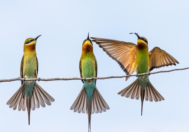 Trois guêpiers sur une brindille Parc national de Yala