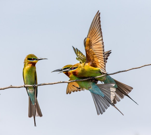 Trois guêpiers sur une brindille Parc national de Yala