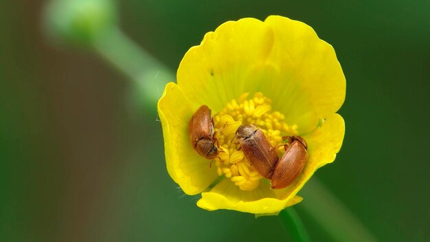 Trois insectes dans une fleur jaune