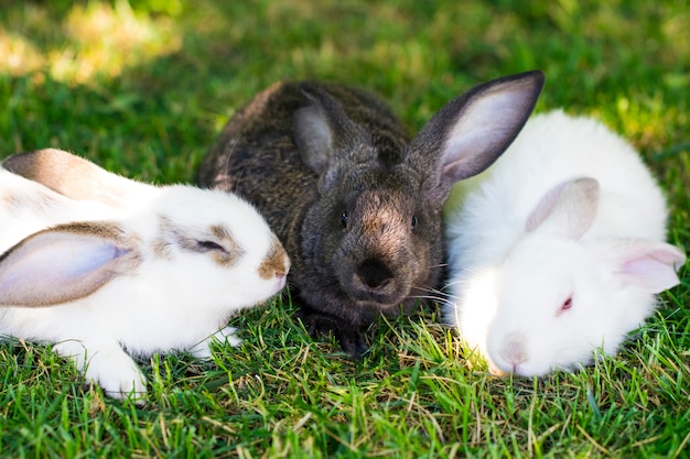 Trois lapins dans l'herbe verte à la ferme