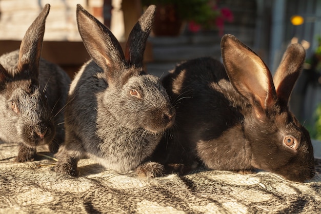 Trois lapins noirs assis sur une table dans la cour.