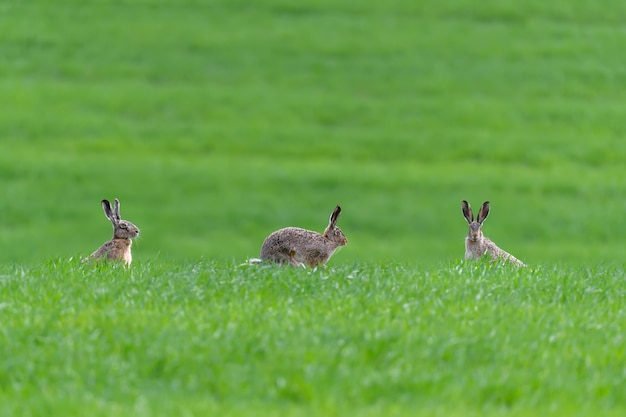 Trois lièvre mignon assis dans l'herbe de printemps. Scène de la faune de la nature. Animal sur la prairie