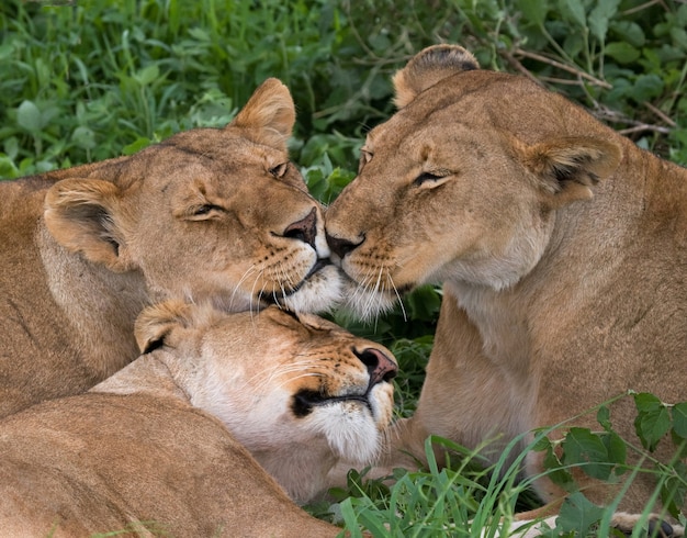 Trois lionnes sont couchées ensemble. Kenya. Tanzanie. Afrique. Serengeti. Masai Mara.