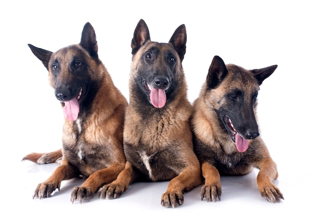 trois malinois