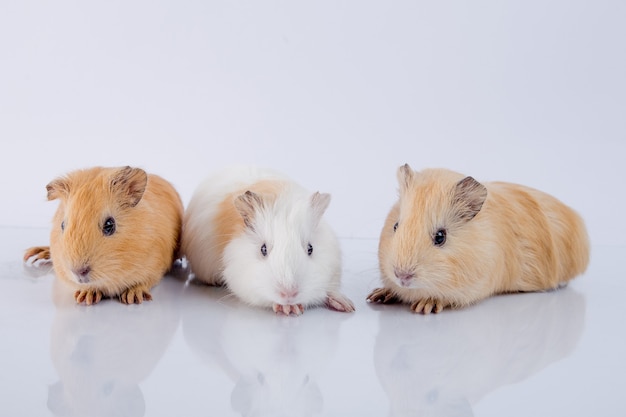 trois mignons cobayes frères fond blanc