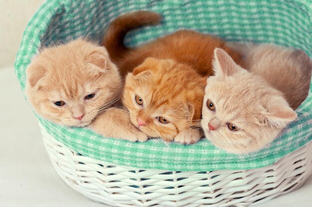 Trois mignons petits chatons assis dans un panier