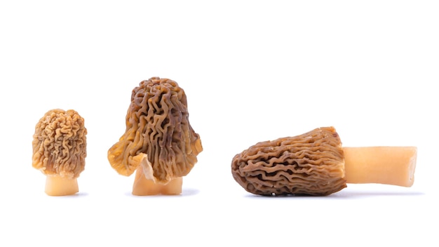 Trois morilles isoler sur fond blanc