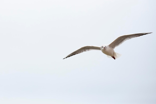 Trois mouette à tête noire debout sur des pierres dans l'eau et se reflétant dans la surface de l'eau