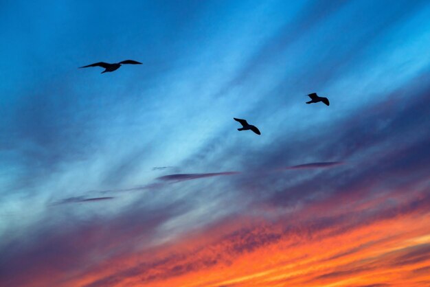 Trois mouettes au premier plan dans le ciel bleu avec des nuages rouges sur un coucher de soleil