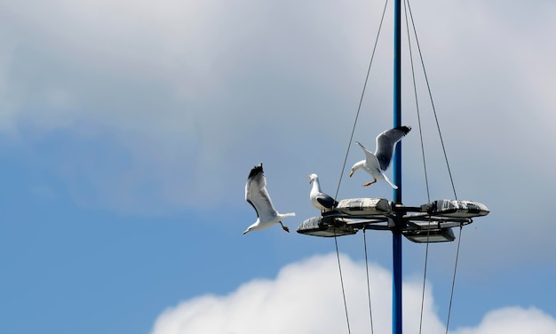 Trois mouettes sur un poteau de projecteur