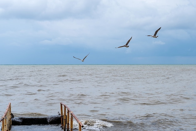 Trois mouettes survolant la mer Noire