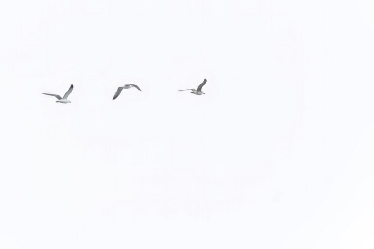 Trois mouettes volant contre un ciel blanc et clair