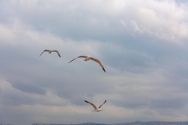 Trois mouettes volent dans le ciel