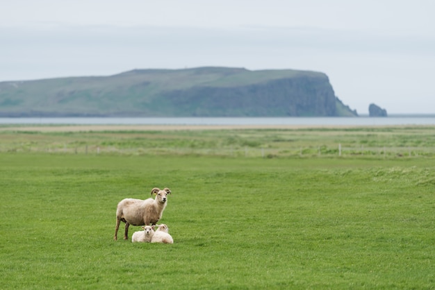 Trois moutons blancs sur un champ vert en Islande