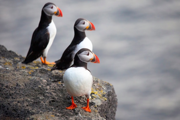 Trois oiseaux macareux assis sur une falaise d'Islande