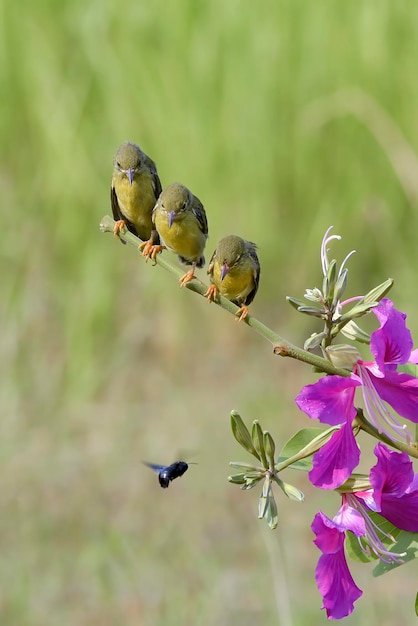 Trois oiseaux perchés sur une branche avec une fleur violette en arrière-plan.