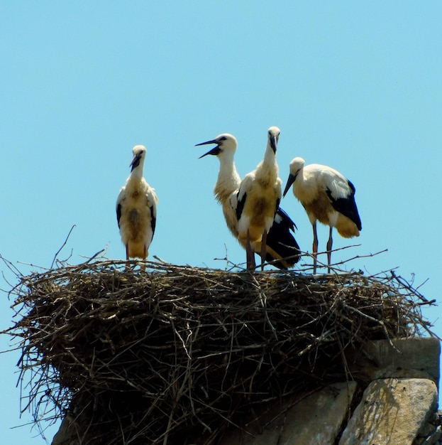 Trois oiseaux se tiennent debout dans un nid sur un bâtiment.