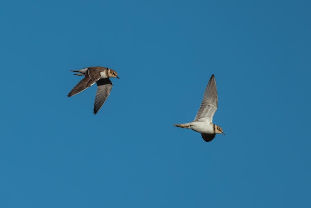 Trois oiseaux en vol. Vautour fauve (Gyps fulvus).