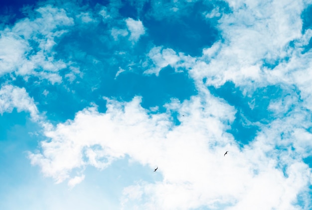 Trois oiseaux volent contre le ciel