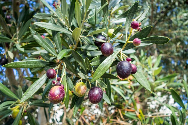 Trois olives biologiques vue rapprochée Détail des feuilles et des fruits