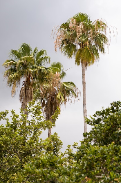 Trois palmiers poussant derrière les arbres contre un ciel nuageux