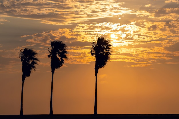 Trois palmiers avec une vue en arrière-plan d'un coucher de soleil lumineux