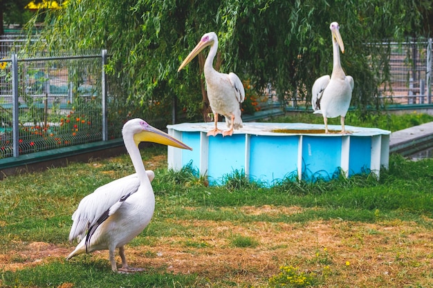 Trois pélicans au zoo. La nature sauvage_