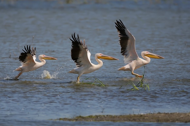 Trois pélicans blancs alignés dans une course pour le décollage de l'eau