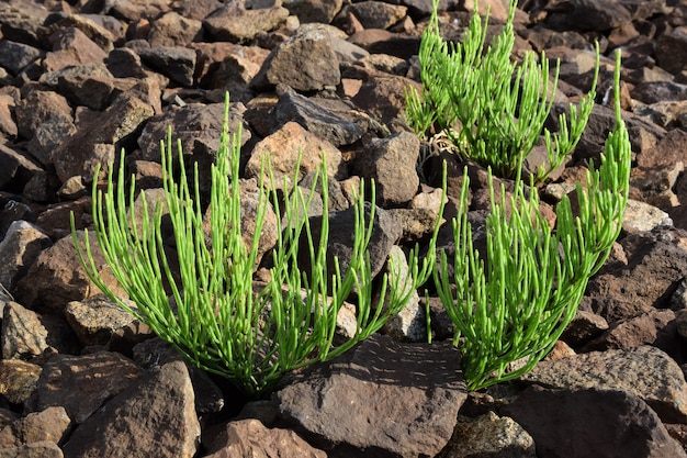 Trois petites plantes vertes sans fleurs poussent entre des pierres éparses