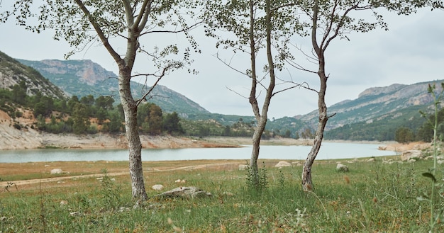 Trois petits arbres dans un pré au bord d'un lac