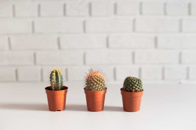 Trois petits cactus dans un pot, intérieur blanc.