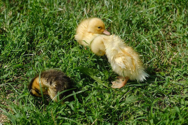 Trois petits canards jaunes sèchent après avoir nagé sur la pelouse.