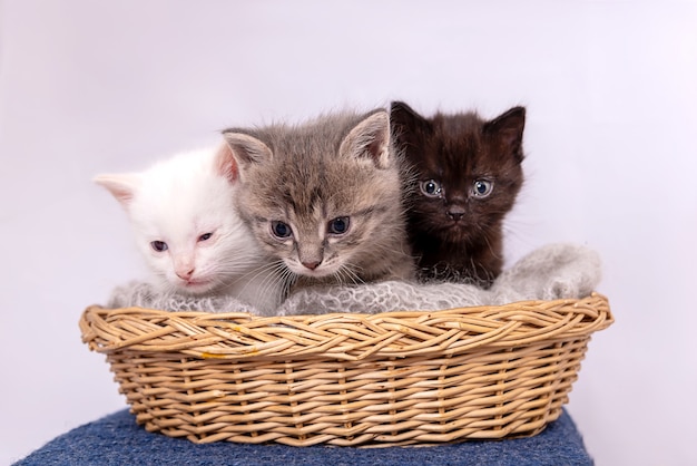 Trois petits chatons s'asseoir ensemble dans un panier de paille isolated on white