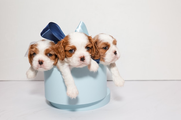 Trois petits chiots avec des arcs multicolores dans une boîte bleue sur fond blanc