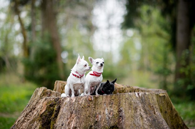 Trois petits chiots chihuahua drôles assis sur un arbre dans la forêt d'été