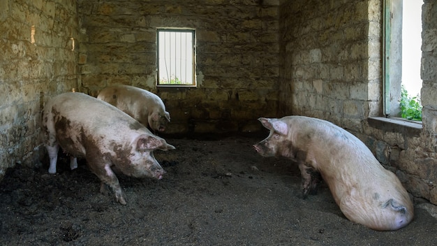 Trois petits cochons dans une maison en briques. Animaux de la ferme en porcherie traditionnelle