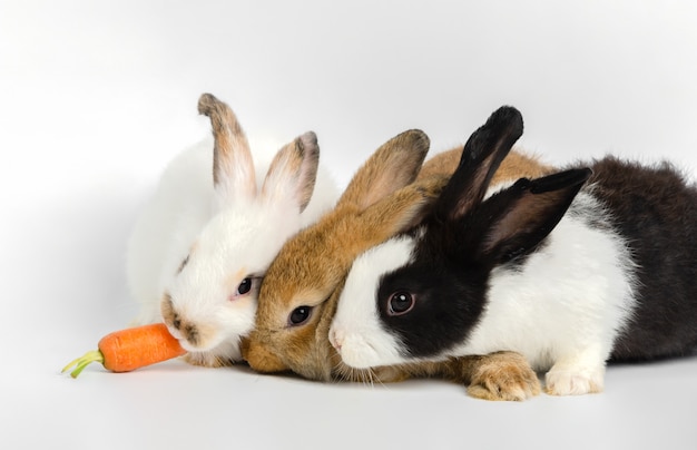 Trois petits lapins avec une carotte fraîche sur fond blanc. Nourrir l'animal.