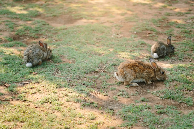 Trois petits lapins marchant sur la prairie mangeant de l'herbe