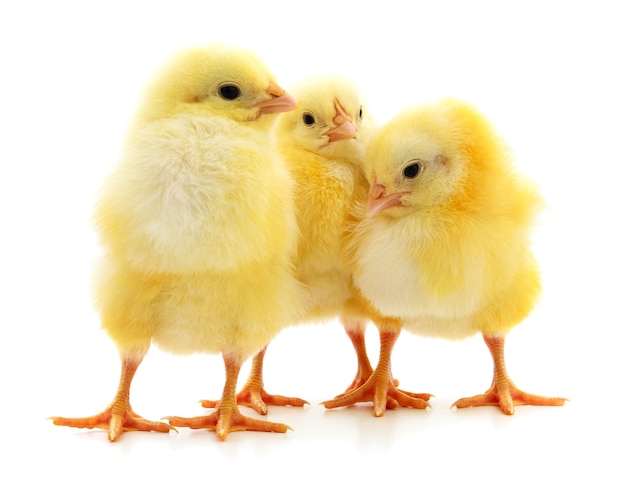 Trois petits poulets isolés sur fond blanc