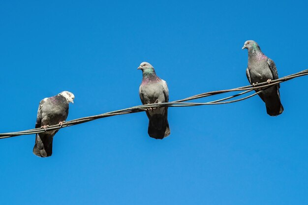 Trois pigeons s'assoient sur un fil et regardent