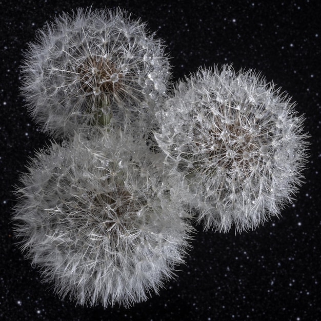 Trois pissenlits ronds blancs moelleux avec des gouttes d'eau de pluie sur un fond étoilé noir gros plan Tête ronde de plantes d'été avec des graines en forme de parapluie